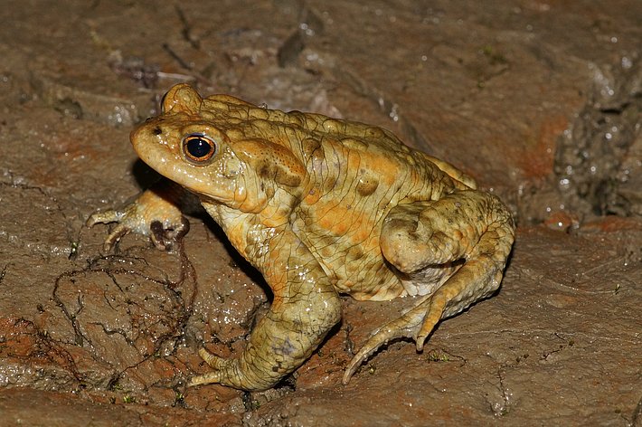 Erdkröte auf einem feuchten, erdigen Untergrund, mit orangefarbenen und braunen Flecken, in seitlicher Ansicht.