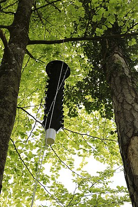 Schwarze Trichterfalle für Insekten hängt zwischen grünen Föhrenzweigen im Wald.