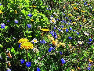 Bunte Blumenwiese mit gelben Löwenzahn, blauen Glockenblumen und weißen Gänseblümchen, umgeben von grünem Gras.