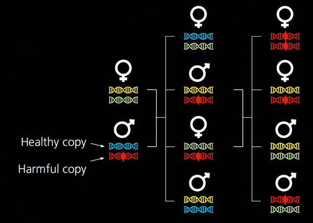 Infographic illustrating genetic variations with symbols representing healthy and harmful copies. Healthy copies are marked with red, harmful copies with yellow, and male and female symbols are shown.