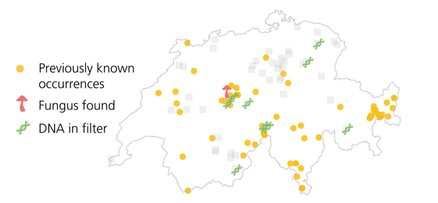 Map of Switzerland showing fungal occurrences. Yellow circles indicate previously known occurrences, red arrow marks fungus found, and green icons represent DNA in filter.