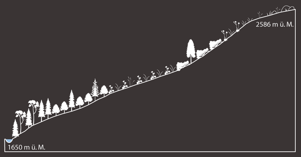 Höhenprofil eines Berghangs von 1650 m bis 2586 m über Meer mit verschiedenen Baumarten und Vegetation