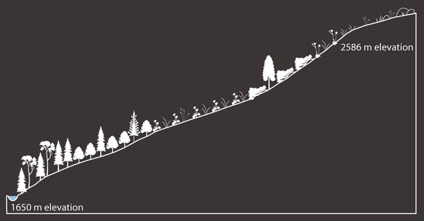 Line graph depicting a vegetation gradient from 1650 m to 2586 m elevation, showing various tree and plant species along the slope.