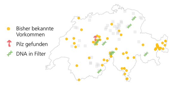 Karte der Schweiz mit markierten Standorten für Pilzvorkommen. Gelbe Punkte zeigen bekannte Vorkommen, grüne Symbole DNA Nachweise.