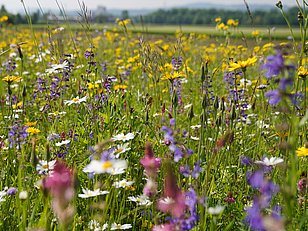 Bunte Blumenwiese mit verschiedenen Wildblumen in lila, gelb, weiß und pink, im Vordergrund und Hintergrund sichtbar.