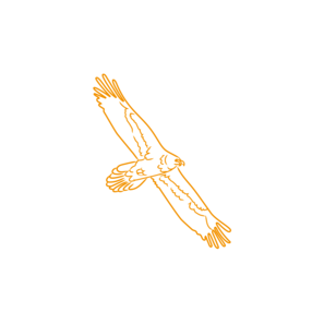 Darstellung eines fliegenden Bartgeiers in orangefarbener Strichzeichnung.