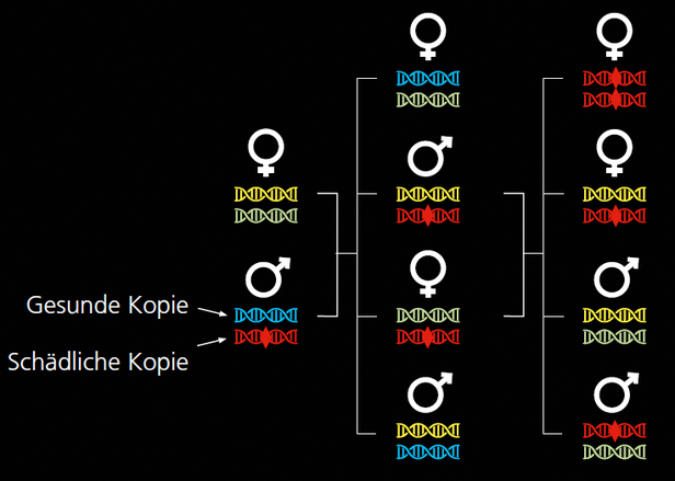 Grafik zur Vererbung bei Inzucht zeigt weibliche und männliche Symbole mit farbigen DNA-Strängen, erklärt gesunde und schädliche Kopien und deren Weitergabe an Nachkommen.