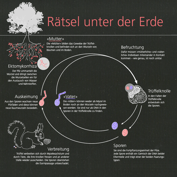 Infografik über das Leben von Trüffeln. Zeigt den Kreislauf von Ektomykorrhiza, Befruchtung, Auskeimung, Verbreitung und Sporen mit Illustrationen und kurzen Erklärungen.