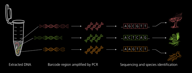 Infographic illustrating the process of environmental DNA (eDNA) analysis: extracted DNA, PCR amplification of barcode regions, followed by sequencing and species identification with corresponding sequences and images of a fish and a plant.