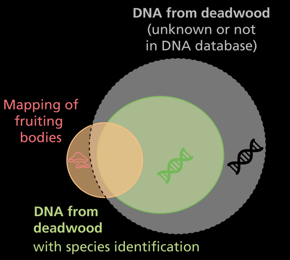 Venn diagram illustrating DNA analysis. Left circle labeled 'DNA from deadwood with species identification', right circle labeled 'DNA from deadwood (unknown or not in DNA database)', and overlapping area labeled 'Mapping of fruiting bodies'. Includes DNA helix symbols.