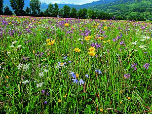 Bunte Blumenwiese mit verschiedenen Wildblumen, darunter gelbe, lila und weiße Blüten, umgeben von grünen Gräsern und Bäumen im Hintergrund.