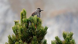 Ein Tannenhäher sitzt auf der Spitze eines grünen Nadelbaums, im Hintergrund sind unscharfe Berge zu sehen.