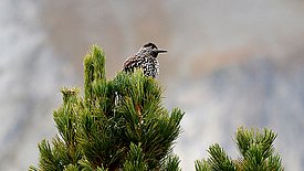 Ein Tannenhäher sitzt auf der Spitze eines grünen Nadelbaums, im Hintergrund sind unscharfe Berge zu sehen.
