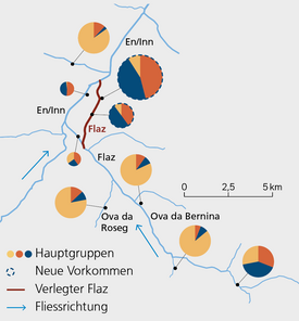 Infografik zur Verteilung von Hauptgruppen und neuen Vorkommen in einem Flussnetz. Enthält farbige Kreise und Linien zur Darstellung von Fließrichtungen.