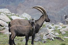 Zwei Steinböcke, ein ausgewachsener mit großen gebogenen Hörnern und ein jüngerer, stehen auf einer felsigen Bergwiese