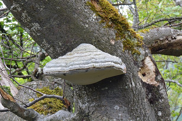 Ein graues, schalenförmiges Pilzgeflecht mit konzentrischen Ringen, das an einem Baumstamm wächst.