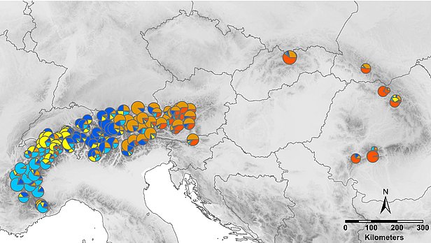 Karte mit farbigen Kreisen in Blau, Orange und Gelb, die Verbreitung von Pinus cembra in den Alpen und Karpaten zeigt. Nordpfeil und Maßstab sind sichtbar.