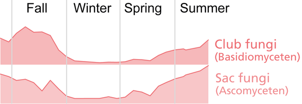 Line graph showing the diversity of fungi across seasons: Fall, Winter, Spring, and Summer. Categories include 'Club fungi (Basidiomyceten)' and 'Sac fungi (Ascomyceten)'. The graph indicates trends in diversity for each category.