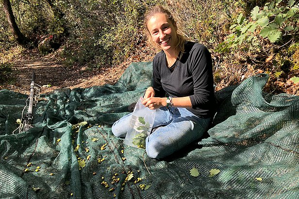 Person sitzt auf grünem Netz im Wald und sammelt Eicheln in eine Plastiktüte.