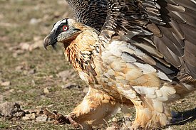 Bartgeier mit ausgebreiteten Flügeln läuft auf felsigem Boden.