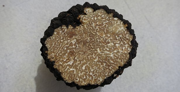 Aufgeschnittener schwarzer Trüffel mit weißem, netzartigem Inneren auf hellem Untergrund