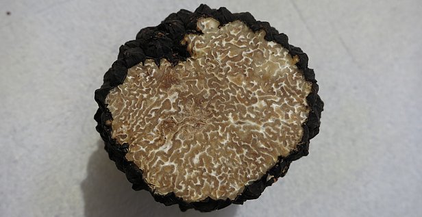 Aufgeschnittener schwarzer Trüffel mit weißem, netzartigem Inneren auf hellem Untergrund