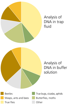 Two pie charts comparing DNA analysis in trap fluid and buffer solution. Top chart shows categories: Beetles, Wasps, True flies, and others. Bottom chart includes: True bugs, Butterflies, and others.