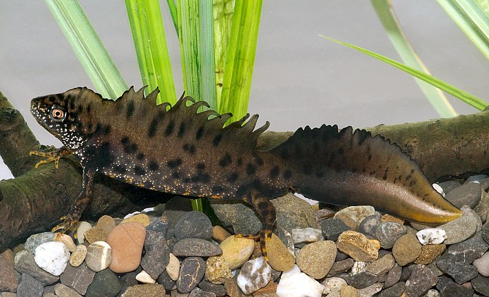 Grosser Kammmolch mit gezacktem Rückenkamm und dunklem Körper auf Kiesboden neben Wasserpflanzen