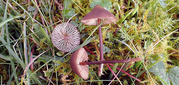 Drei braune Pilze mit glatten Hüten und sichtbaren Lamellen, wachsen auf moosbedecktem Boden mit Gras und Blättern.