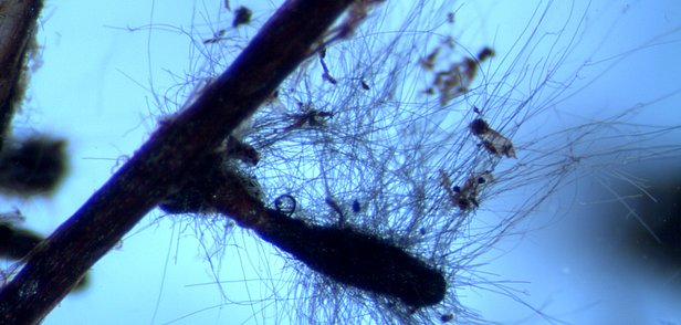 Mikroskopische Aufnahme von Cenococcum geophilum Myzelien, die an einem Pflanzenstängel haften