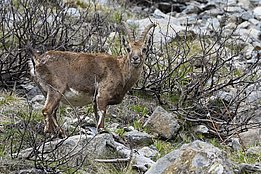 Steingeiss mit gebogenen Hörnern steht auf felsigem Gelände, umgeben von spärlicher Vegetation und trockenen Ästen