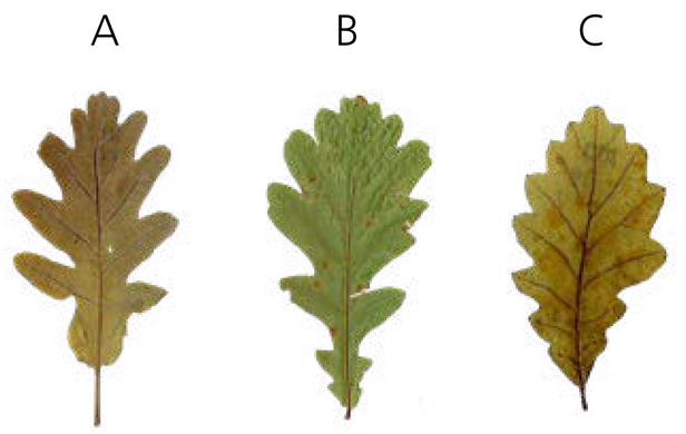 Drei Eichenblätter nebeneinander, A: braun, B: grün, C: gelblich-braun, jeweils mit unterschiedlichen Texturen und Formen.