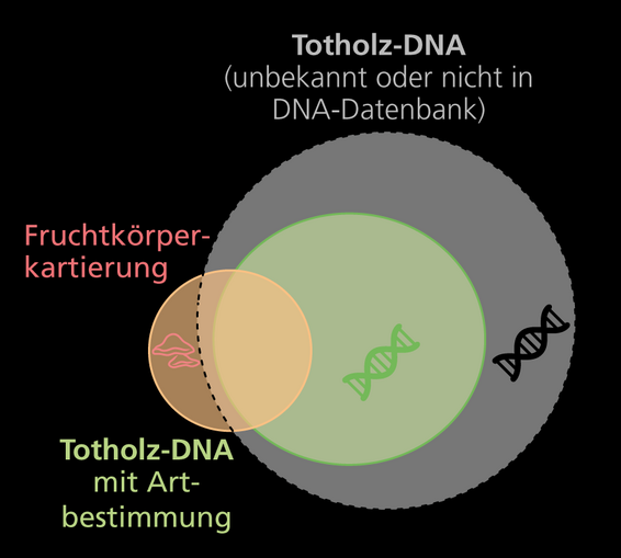 Infografik über Totholz-DNA mit drei Kreisen: 'Totholz-DNA (unbekannt oder nicht in DNA-Datenbank)', 'Totholz-DNA mit Artbestimmung', 'Fruchtkörperkartierung'.