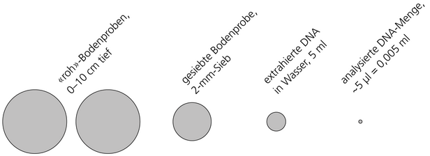 Vergleich der Probenmengen: rohe Bodenproben 0-10 cm tief, gesiebte Bodenprobe durch 2-mm-Sieb, extrahierte DNA in Wasser 5 ml, analysierte DNA-Menge 0,005 ml