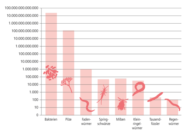 Balkendiagramm zeigt Anzahl verschiedener Mikroorganismenarten von Bakterien bis Regenwürmer, logarithmische Skala von 10 bis 100 Milliarden.