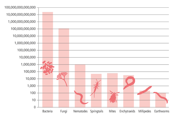 Bar graph showing the population of soil organisms: Bacteria, Fungi, Nematodes, Springtails, Mites, Enchytraeids, Millipedes, and Earthworms, with Bacteria having the highest count.
